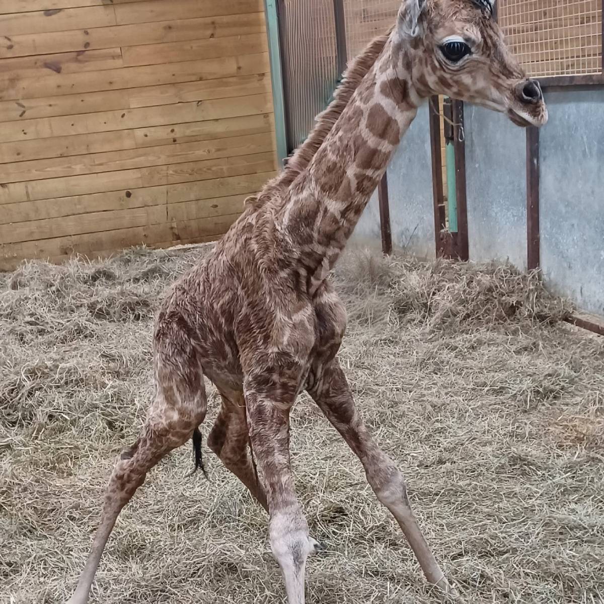 New Baby Giraffes