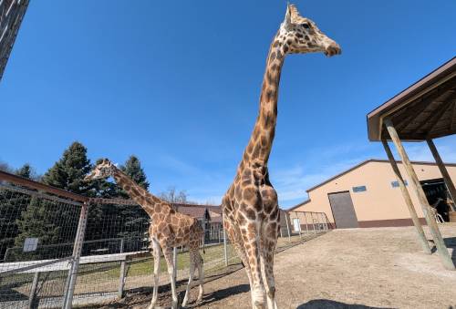 Boulder Ridge Mammals