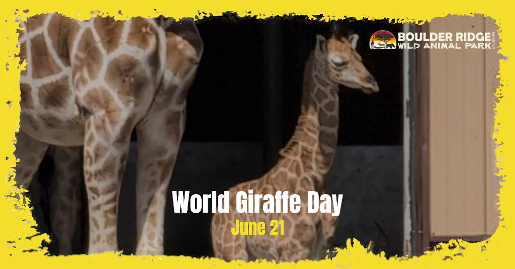 world-giraffe-day-1