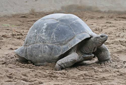 Boulder Ridge Reptiles & Amphibians